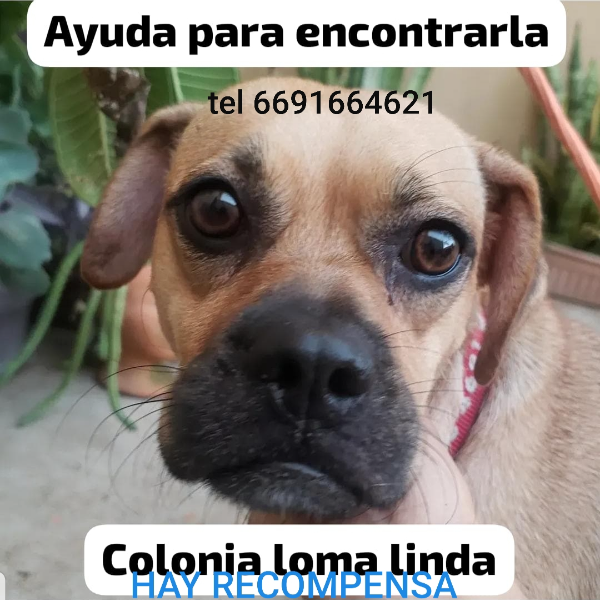 cartel de perro perdido
