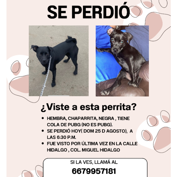 cartel de perro perdido