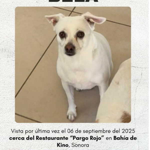 cartel de perro perdido