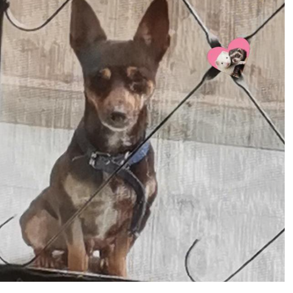 cartel de perro perdido