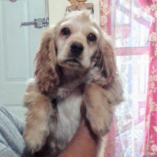 cartel de perro perdido