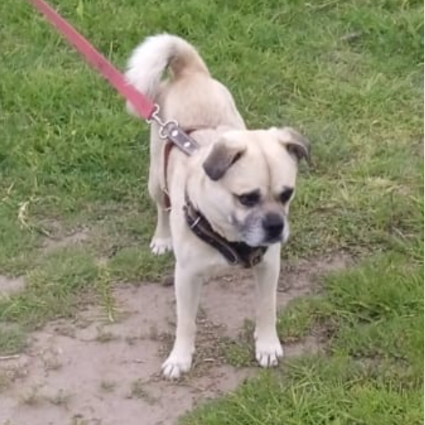 cartel de perro perdido