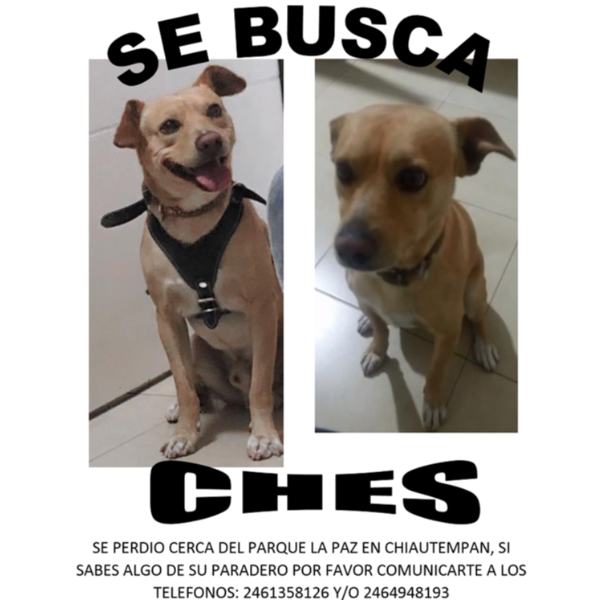 cartel de perro perdido