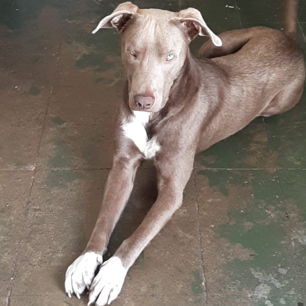 cartel de perro perdido