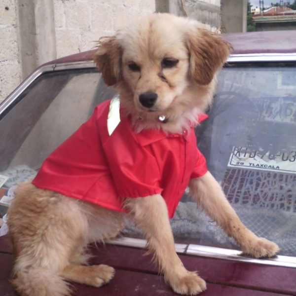 cartel de perro perdido