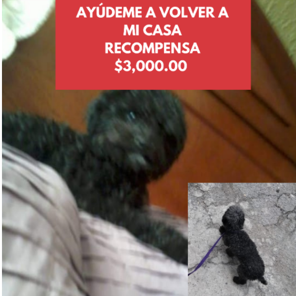 cartel de perro perdido