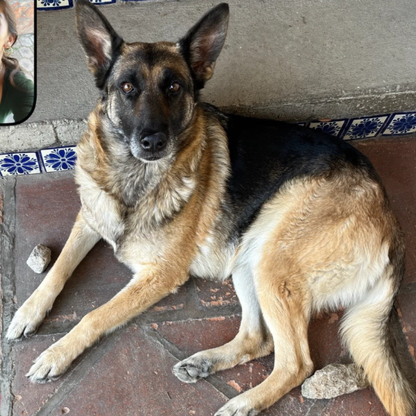 cartel de perro perdido