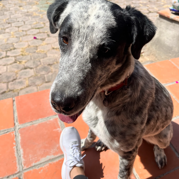 cartel de perro perdido