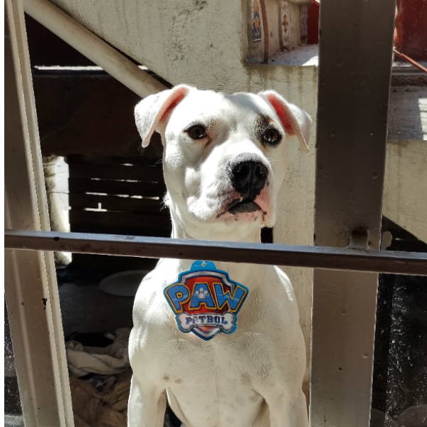 cartel de perro perdido