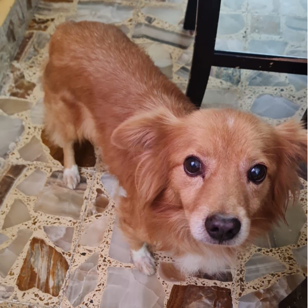 cartel de perro perdido