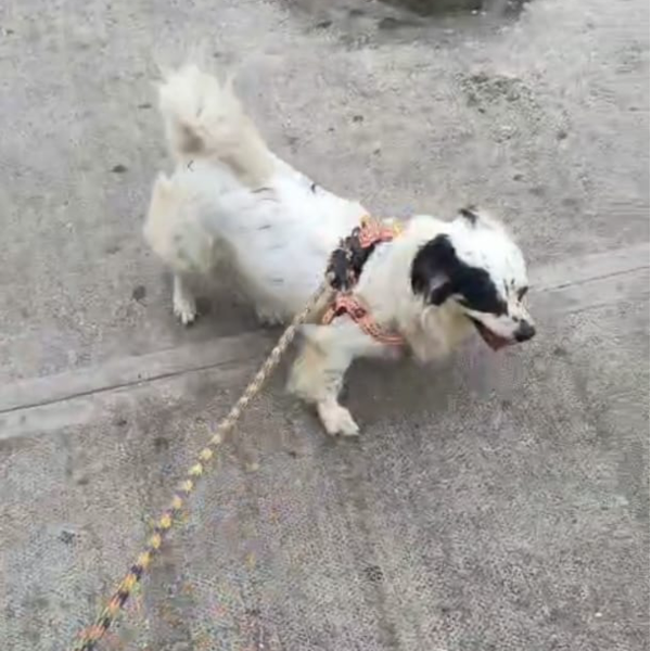 cartel de perro perdido