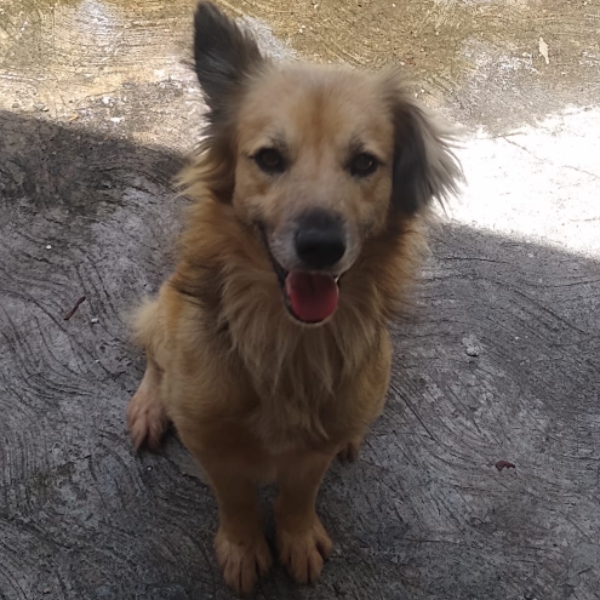 cartel de perro perdido