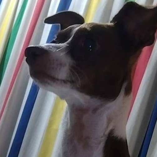 cartel de perro perdido