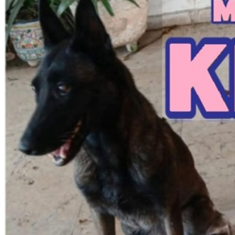 cartel de perro perdido