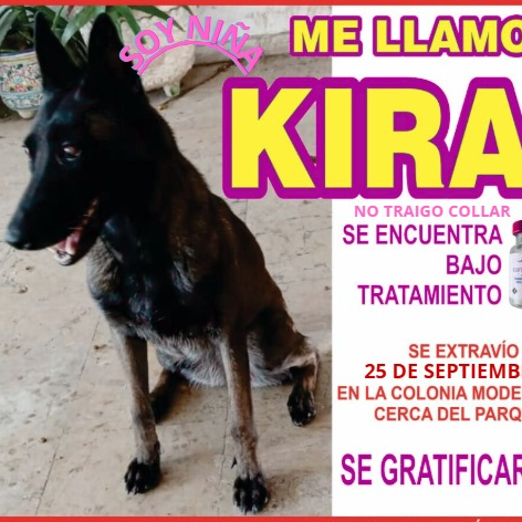 cartel de perro perdido
