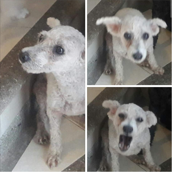 cartel de perro perdido