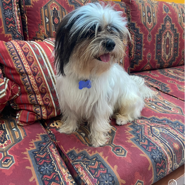 cartel de perro perdido