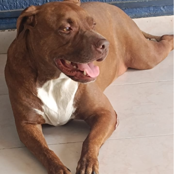 cartel de perro perdido