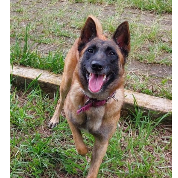 cartel de perro perdido