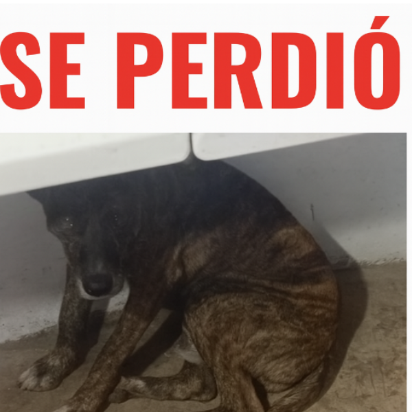 cartel de perro perdido