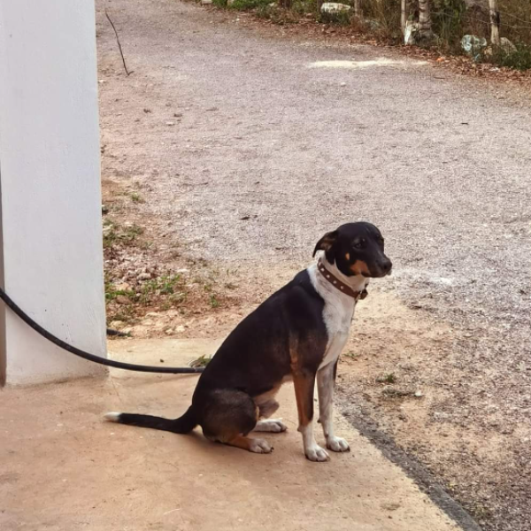 cartel de perro perdido