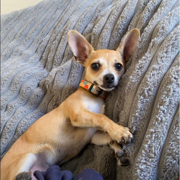 cartel de perro perdido