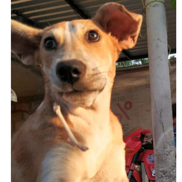 cartel de perro perdido