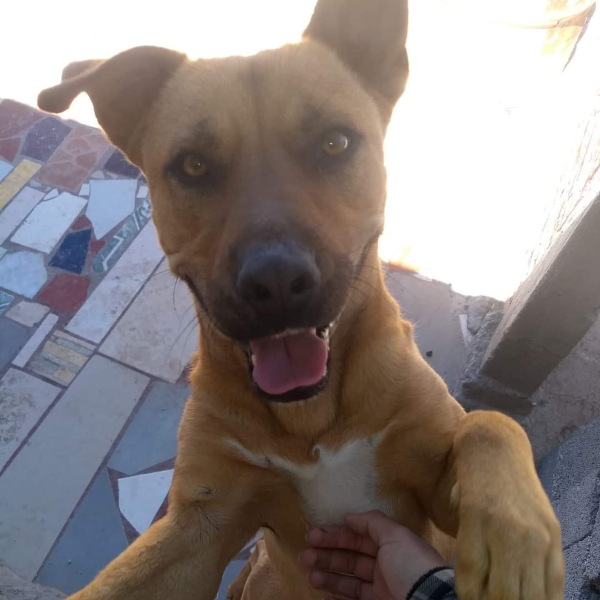 cartel de perro perdido